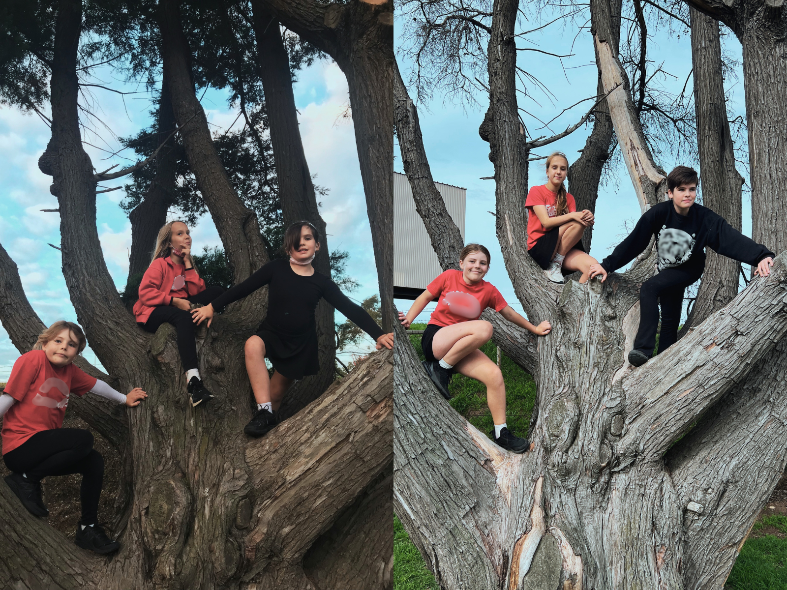 Two images of kids up a tree taken 3 or 4 years apart.