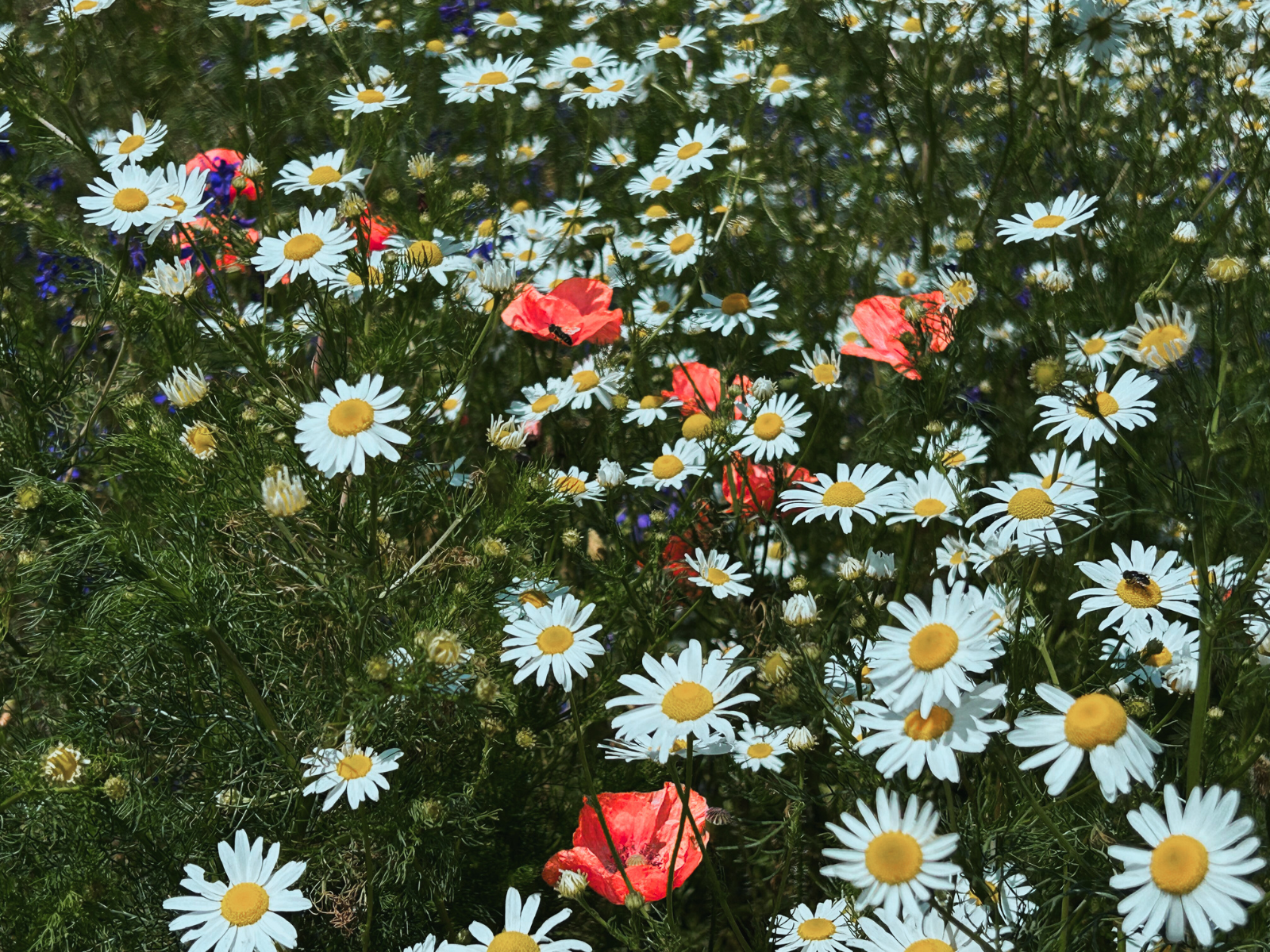 A field of wildflowers