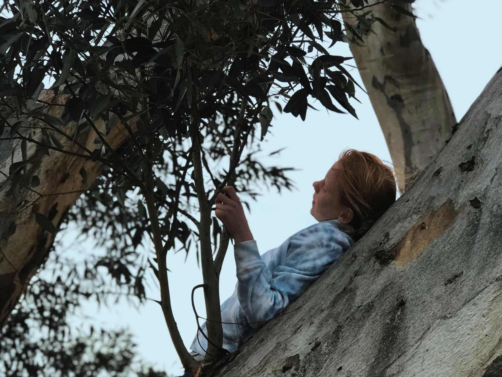 A girl lying on the trunk of a gum tree, looking up to the sky