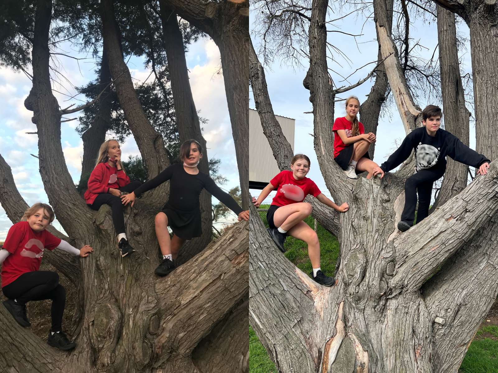 Two images of the same three kids up a tree, three or four years apart
